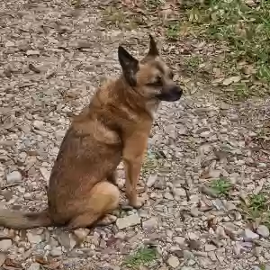 lost male dog jaxon