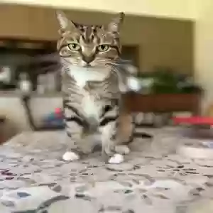 lost female cat bitty-boo