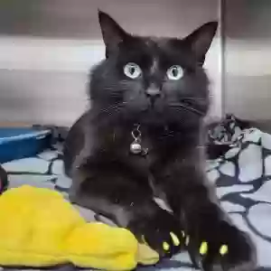 lost male cat rhysand