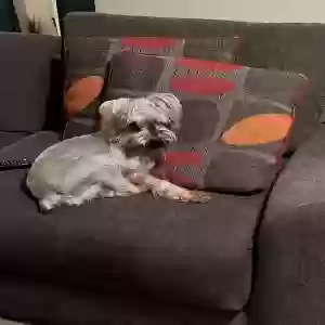 lost male dog snoop