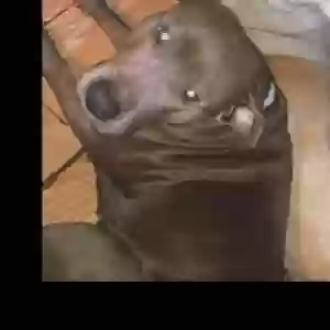 lost female dog genesis