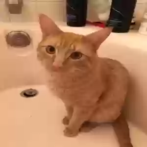 lost male cat gowan