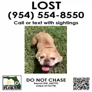 lost female dog bougee