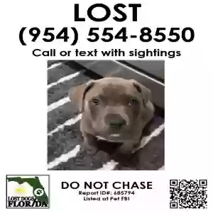 lost male dog smokey