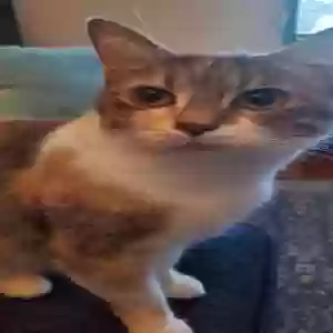 lost female cat kiara