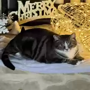 lost male cat elliott