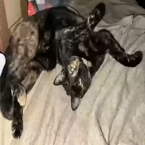 lost female cat ej