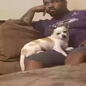 lost female dog tooty