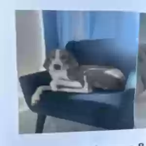lost male dog kipper