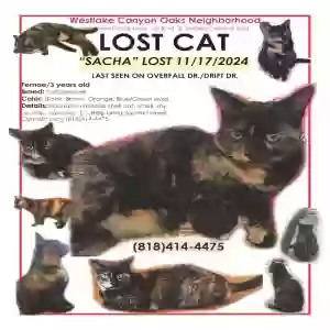 lost female cat sacha