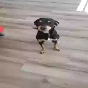 lost male dog rex cruz