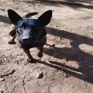 lost male dog shiro