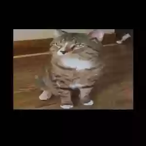 lost male cat creature