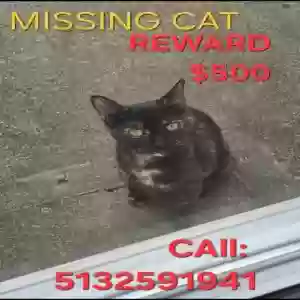 lost female cat pixie