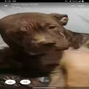lost male dog unknown