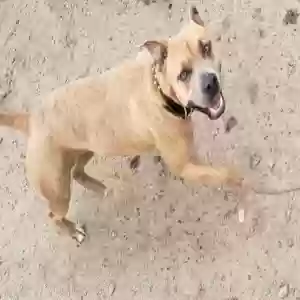 lost female dog babygirl