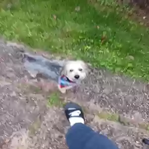 lost male dog jr davis