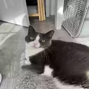 lost female cat mia