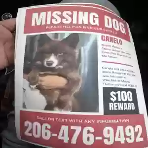 lost male dog canelo