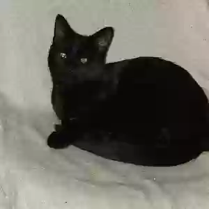 lost male cat bean