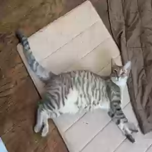 lost female cat minerva, answers to miss kitty