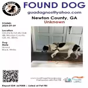 found male dog unknown