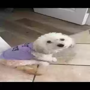 lost female dog muñeca