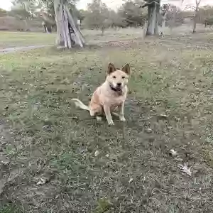 lost female dog sammy