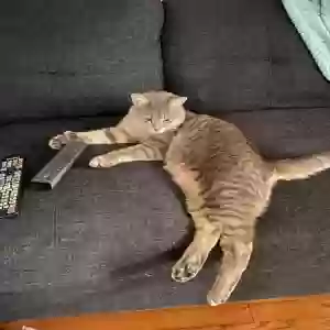 lost male cat unknown