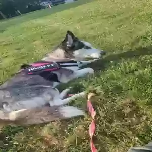 lost female dog squirmy