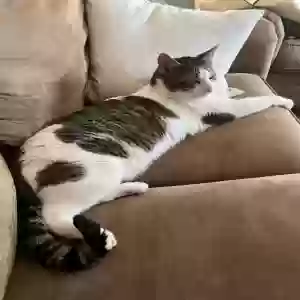 lost male cat remy
