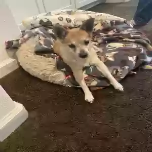 lost female dog ginger