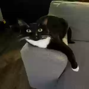 lost male cat kinnie