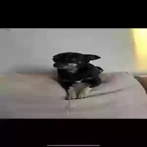 lost female dog roxy