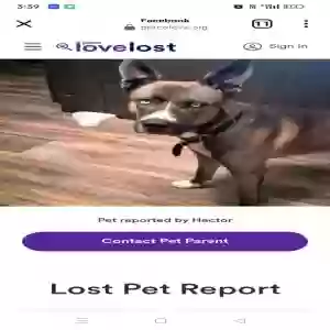 lost male dog oso