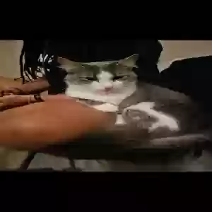 lost female cat aurora