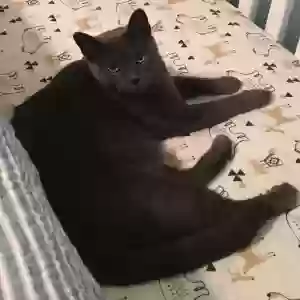 lost male cat duke