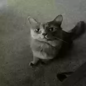 lost male cat charlie