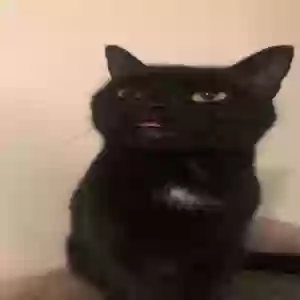 lost female cat millie