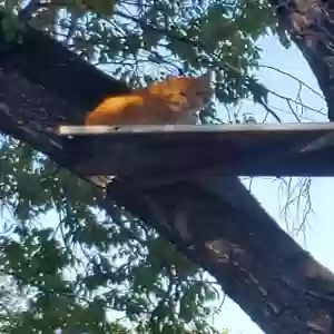 lost male cat happy