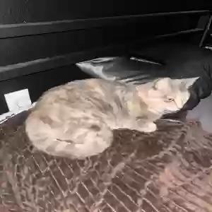 lost female cat cream
