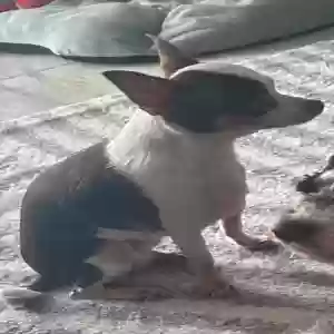 lost female dog emily