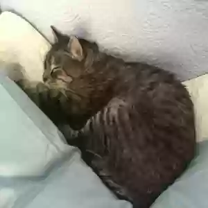 lost female cat lovey dovey