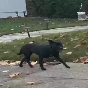found unknown dog unknown