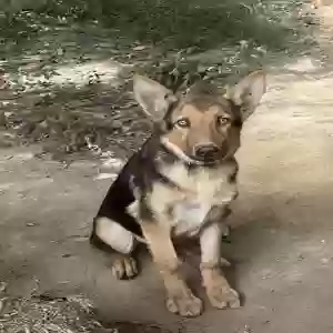 lost male dog count