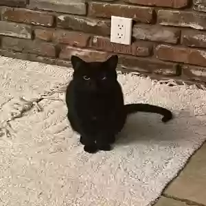 lost female cat turkey