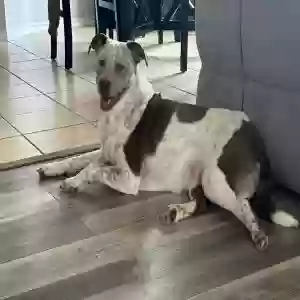 lost female dog daisy