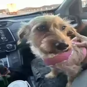 lost female dog unknown