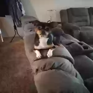 lost male dog apollo