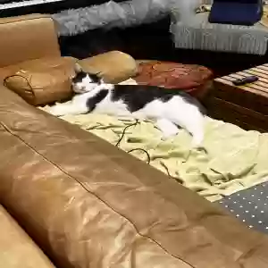 lost male cat kitkat